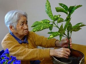 華道クラブ…ゴールドライフ大東