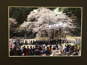 郷土の四季百景…淡墨桜