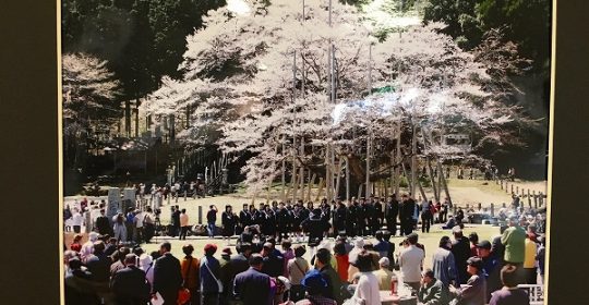 郷土の四季百景…淡墨桜