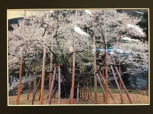 郷土の四季百景…淡墨桜