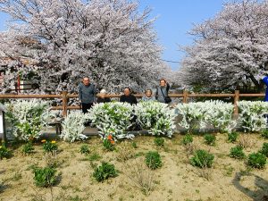 春爛漫～桜満開～大東デイサービスセンター