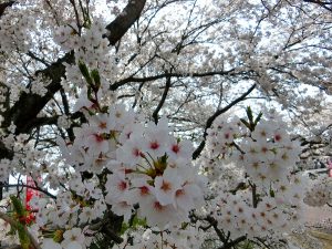 春爛漫～桜満開～大東デイサービスセンター