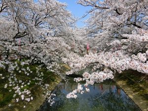 春爛漫～桜満開～大東デイサービスセンター
