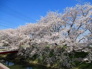 安八町中須川千本桜…大東デイサービスセンター