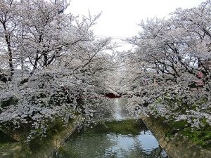 安八町中須川千本桜…大東デイサービスセンター