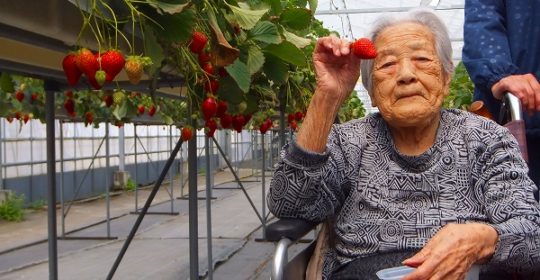 いちご狩り…大東グループホーム