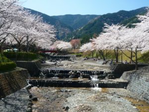 池田町大津谷公園の桜…ひだまりライフ大東②