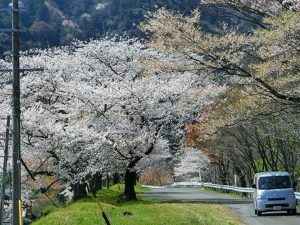 霞間ヶ渓の桜…ひだまりライフ大東③