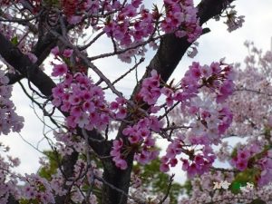 お花見に出かけました…ゴールドライフ大東