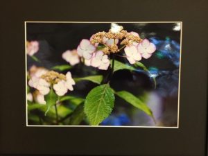 郷土の四季百景…紫陽花