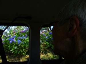 紫陽花ドライブに行ってきました