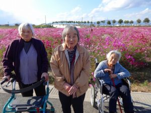 コスモス畑に行ってきました♪…大東グループホーム