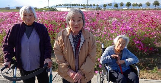 コスモス畑に行ってきました♪…大東グループホーム