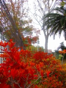 紅葉狩り…玉池公園に行ってきました！