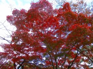 大垣城公園に行ってきました♪