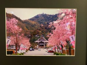 郷土の四季百景…春色満開！