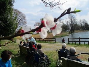 桜だより…曽根城公園に行ってきました♪