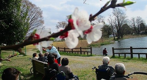 桜だより…曽根城公園に行ってきました♪