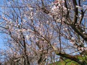 桜だより…曽根城公園に行ってきました♪