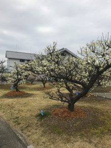 安八百梅園を散策♪…大東グループホーム