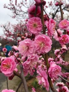 安八百梅園を散策♪…大東グループホーム