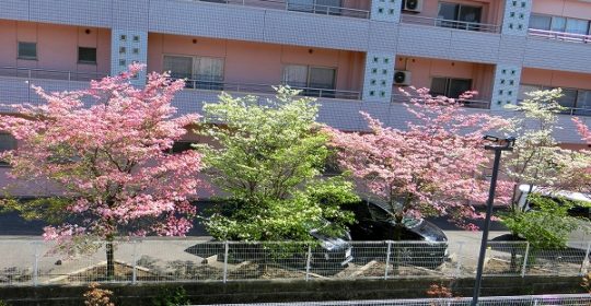 祝！令和元年 “令和あけましておめでとうございます”