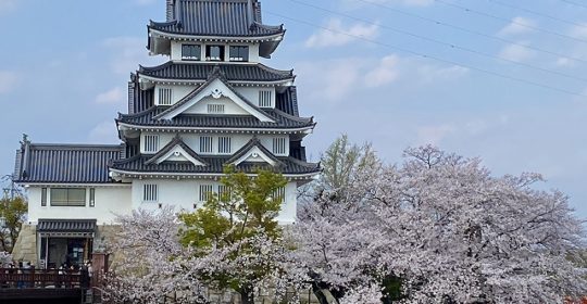 桜景色