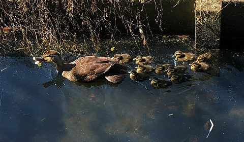 親ガモと11匹の子供♪