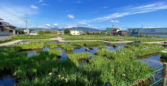 曽根城公園　花菖蒲園