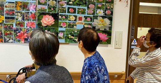 季節の写真　蓮の花