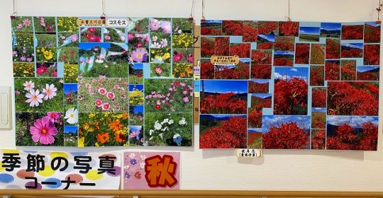 季節の写真　彼岸花　秋桜♪