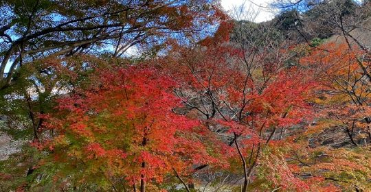 紅葉と滝の風景