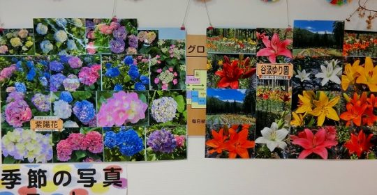 季節の花-写真展示