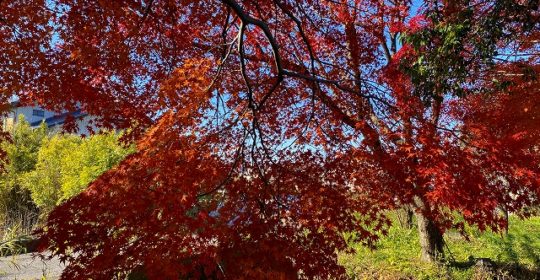 季節の花-紅葉