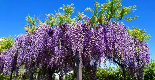 藤の花-季節の花