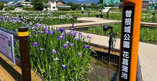 曽根城公園の花菖蒲を見に行きました(^-^)