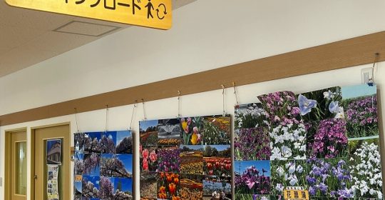 季節の花写真展(^^)