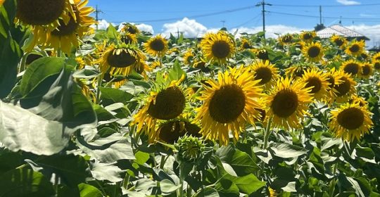 ヒマワリの園に行ってきました(^^)