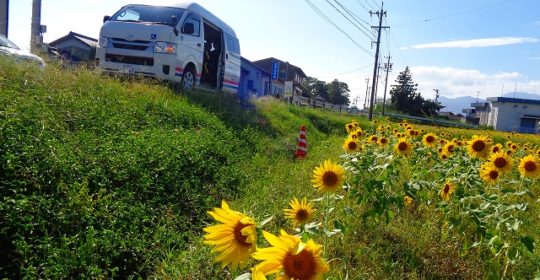 ひまわり畑を見に行きました(^^)