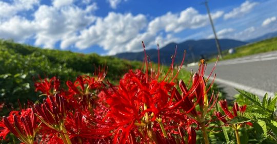 彼岸花を見に行きました(^^)