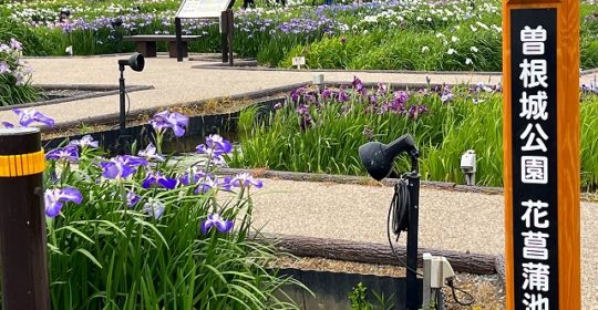 曽根城公園の花菖蒲を見に行きました(^^)