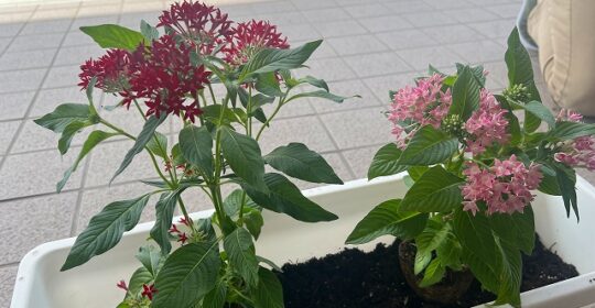 玄関前の花植えを行いました(^^;)